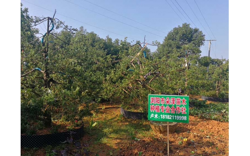 造型羅漢松基地