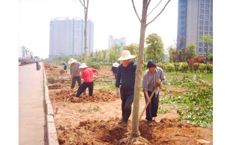 湘潭市雙擁路市政綠化改造項目實施過程