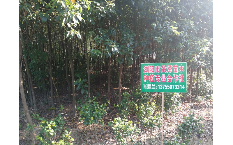 湖南華苑苗木基地實拍6